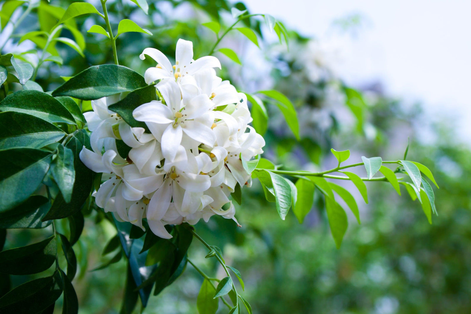 Murraya Paniculata: Enhancing Your Garden with Fragrance - Brisbane Plant Nursery