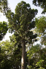 Agathis Robusta Plant Kauri Pine