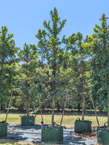 Agathis robusta 'Queensland Kauri Pine' - Brisbane Plant Nursery