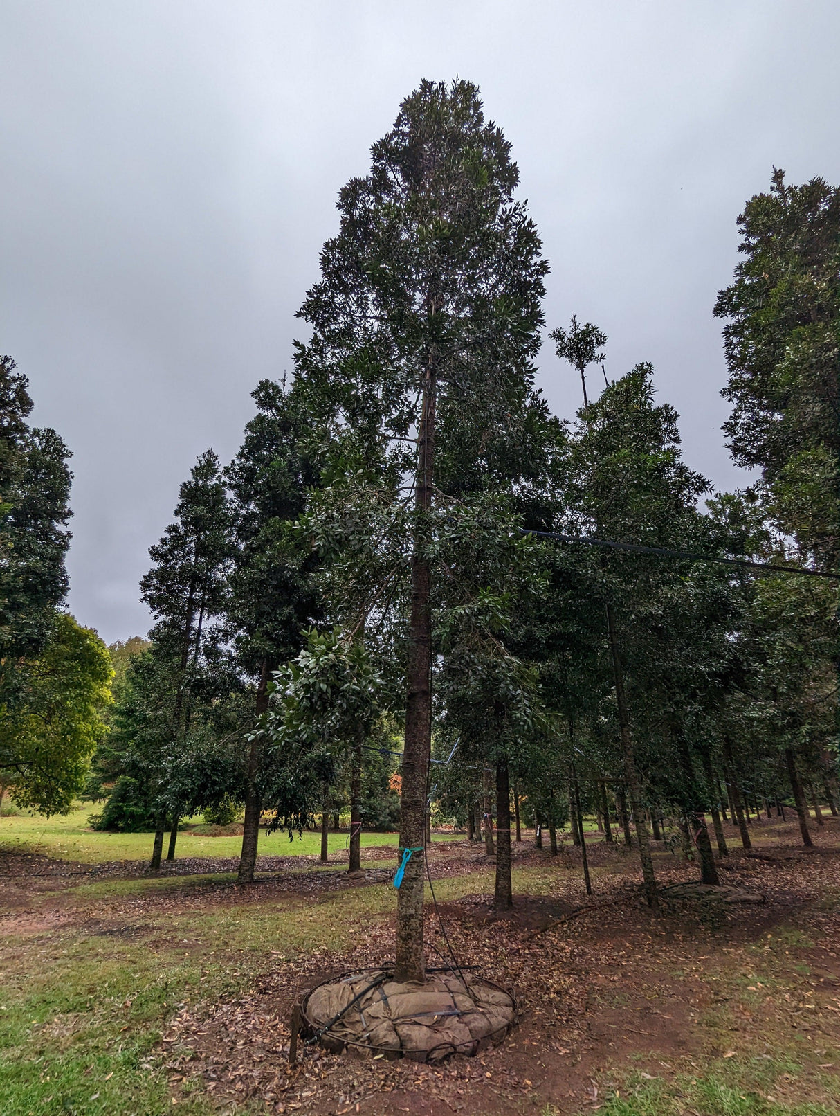 Agathis Robusta Queensland Kauri Pine - Ex Ground - Brisbane Plant Nursery