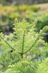 Araucaria cunninghamii 'hoop pine' - Brisbane Plant Nursery