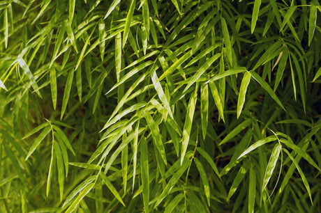 Bambusa boniopsis - Brisbane Plant Nursery