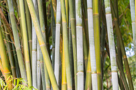 Bambusa chungii 'White Bamboo' - Brisbane Plant Nursery