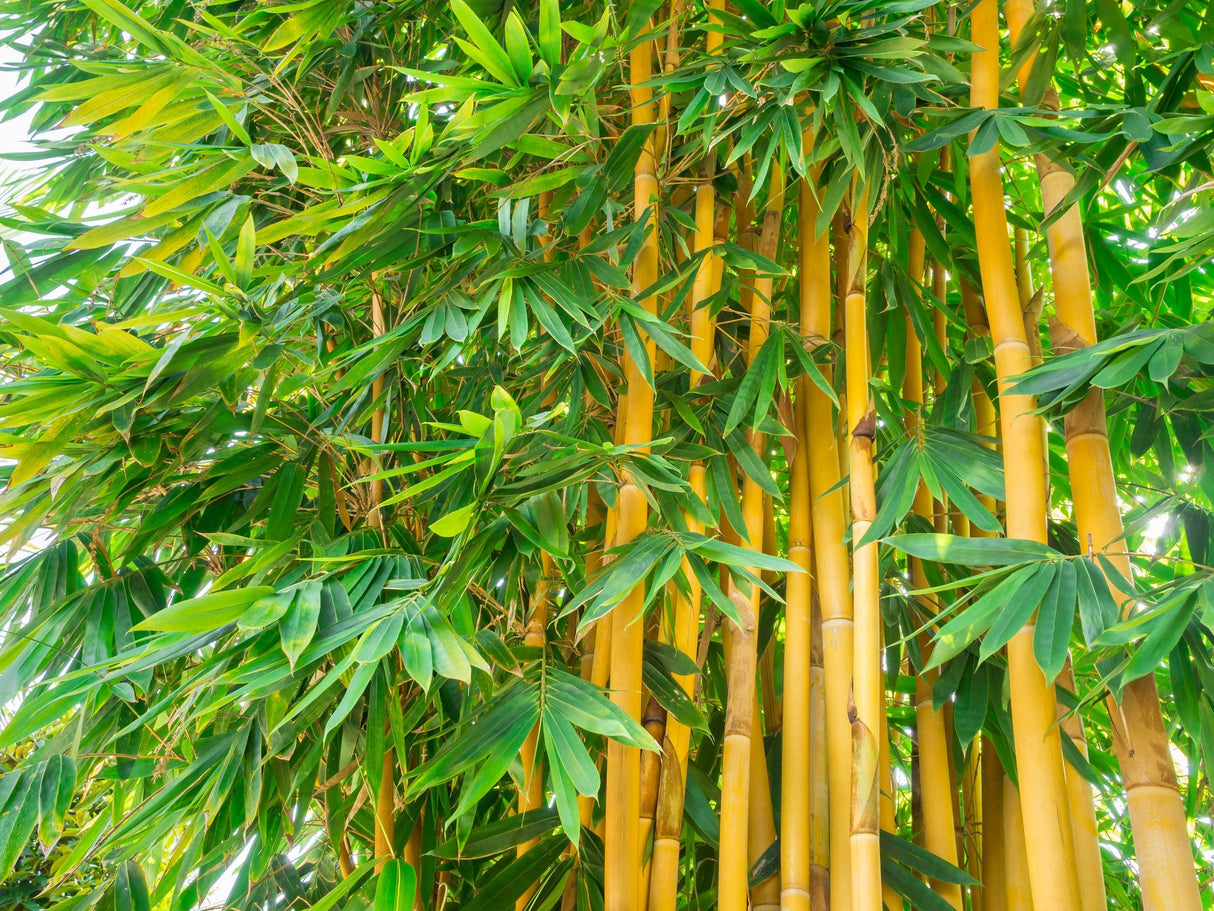 Bambusa eutuldoides viridi-vittata 'China Gold' - Brisbane Plant Nursery