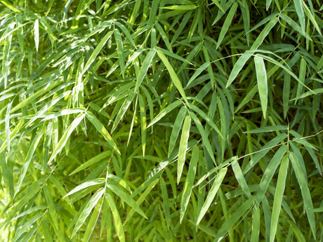 Bambusa heterostachya - Brisbane Plant Nursery