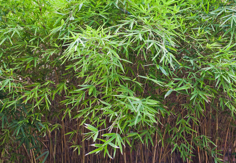 Bambusa heterostachya Variegated - Brisbane Plant Nursery