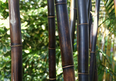 Bambusa lako 'Timor Black Bamboo' - Brisbane Plant Nursery