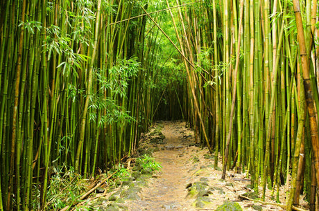 Bambusa multiplex Goldstripe 'Hedge Bamboo' - Brisbane Plant Nursery
