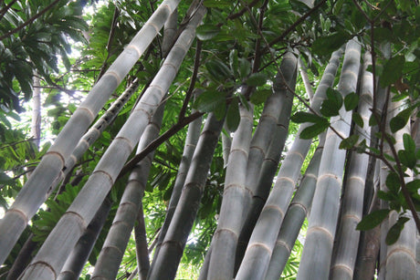 Bambusa oldhamii 'Giant Timber Bamboo' - Brisbane Plant Nursery