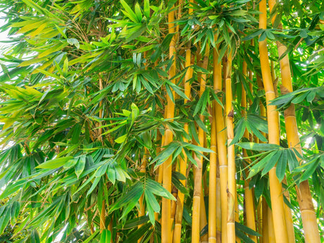 gracilis bamboo