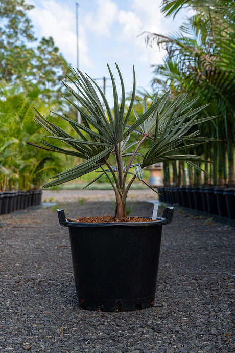 Buy Bismark Palm “Bismarckia Nobilis” plant