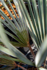 Bismark Palm ‘Bismarckia Nobilis’ at best prices