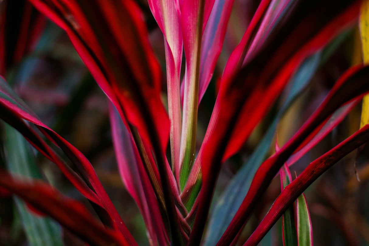 Cordyline fruticosa Red Edge - Brisbane Plant Nursery