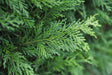 Cupressocyparis leylandii 'Leighton Green' - Brisbane Plant Nursery