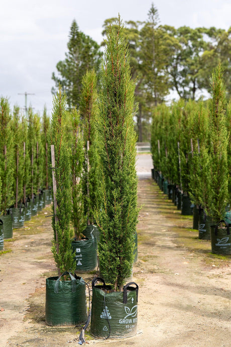Cupressus sempervirens Nitschkes Needles - Pencil Pine - Brisbane Plant Nursery