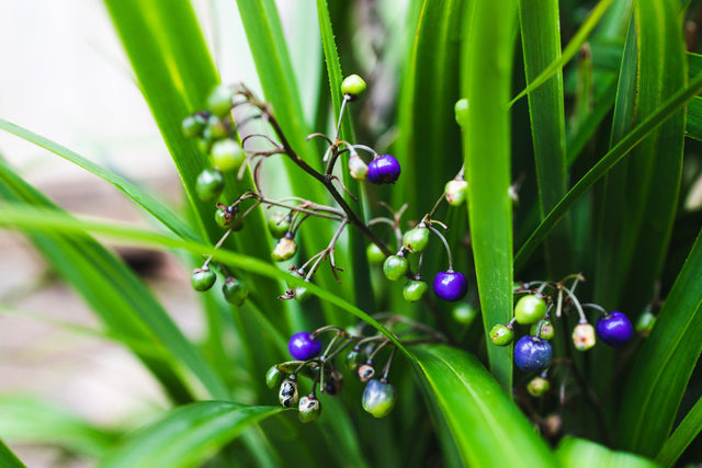 Dianella brevipedunculata 'blue flax lily' - Brisbane Plant Nursery