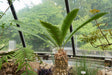 Dioon edule - Brisbane Plant Nursery