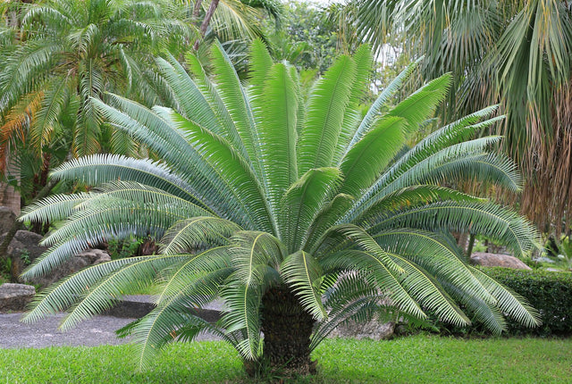 Dioon spinulosum - Brisbane Plant Nursery