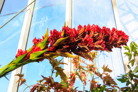Doryanthes palmeri 'Spear Lily' - Brisbane Plant Nursery