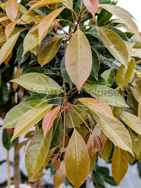 Shop Elaeocarpus Eumundi (Eumundi Quandong) Plant