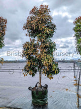 Elegant Elaeocarpus Eumundi (Eumundi Quandong) Plant