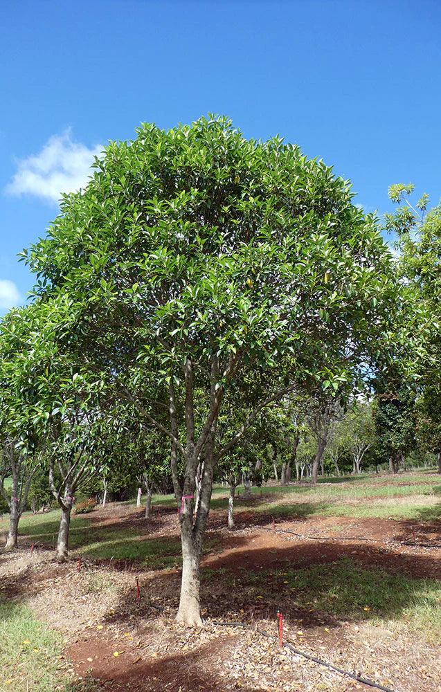 FICUS rubiginosa (Port Jackson Fig) - Ex Ground - Brisbane Plant Nursery