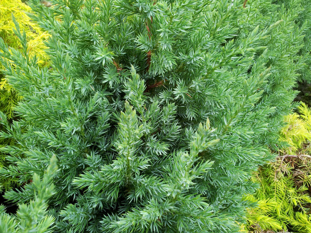Juniperus chinensis Pyramidalis - Brisbane Plant Nursery