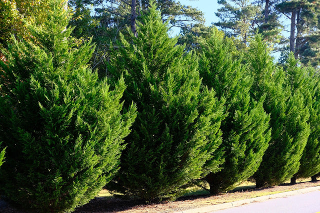 Juniperus chinensis Spartan - Brisbane Plant Nursery