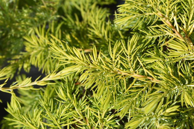 Juniperus conferta All Gold - Brisbane Plant Nursery