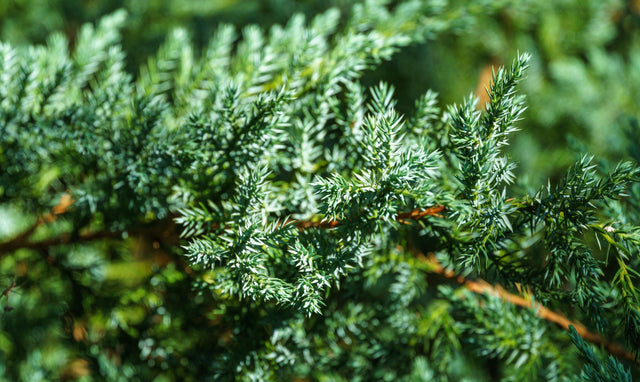 Juniperus horizontalis Blue Forest - Brisbane Plant Nursery