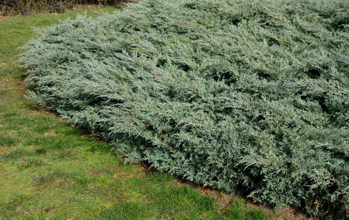 Juniperus virginiana Grey Owl - Brisbane Plant Nursery