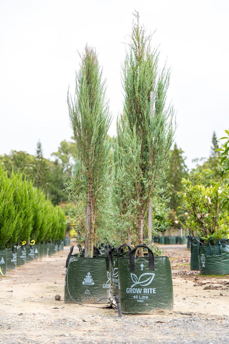 Juniperus virginiana Skyrocket - Brisbane Plant Nursery
