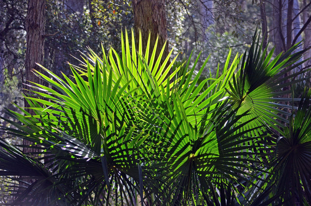 Livistona australis - Brisbane Plant Nursery