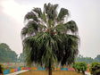 Livistona chinensis 'Chinese fan palm' - Brisbane Plant Nursery