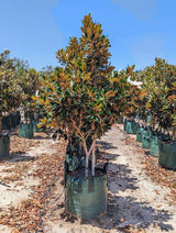 Evergreen Magnolia Grandiflora Little Gem Tree