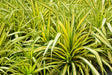 Pandanus baptistii variegated - Brisbane Plant Nursery