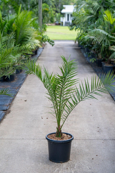 Phoenix roebelenii 'Dwarf Date Palm' - Brisbane Plant Nursery