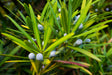 Podocarpus elatus - Brisbane Plant Nursery