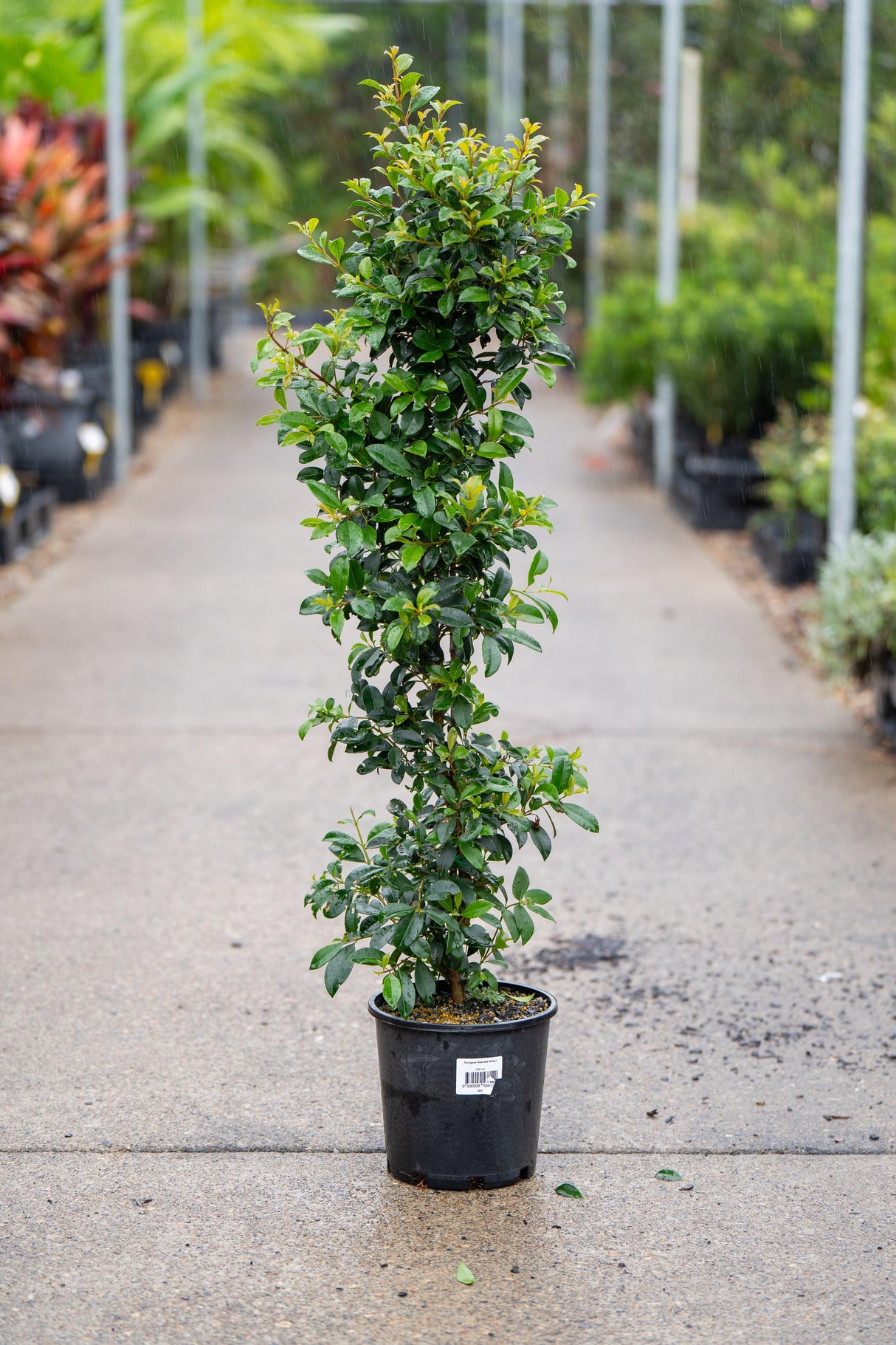 Syzygium australe Northern Select - Brisbane Plant Nursery