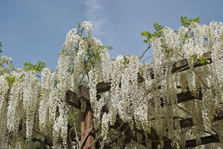 Beautiful white Wisteria sinensis Alba Tree Brisbane Plant Nursery