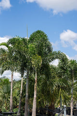 Wodyetia Bifurcata - Foxtail Palm