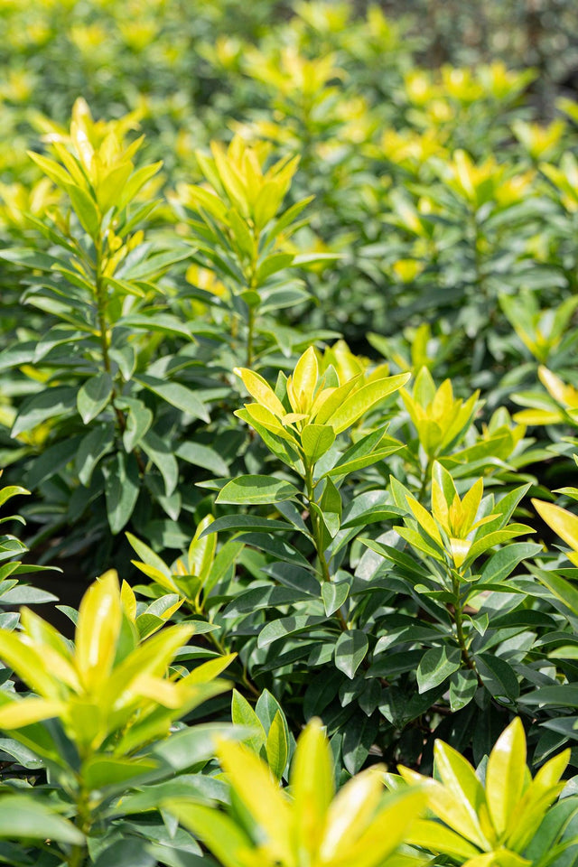 Xanthostemon chrysanthus 'Golden Penda' - Brisbane Plant Nursery