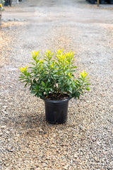 Xanthostemon chrysanthus 'Golden Penda' - Brisbane Plant Nursery