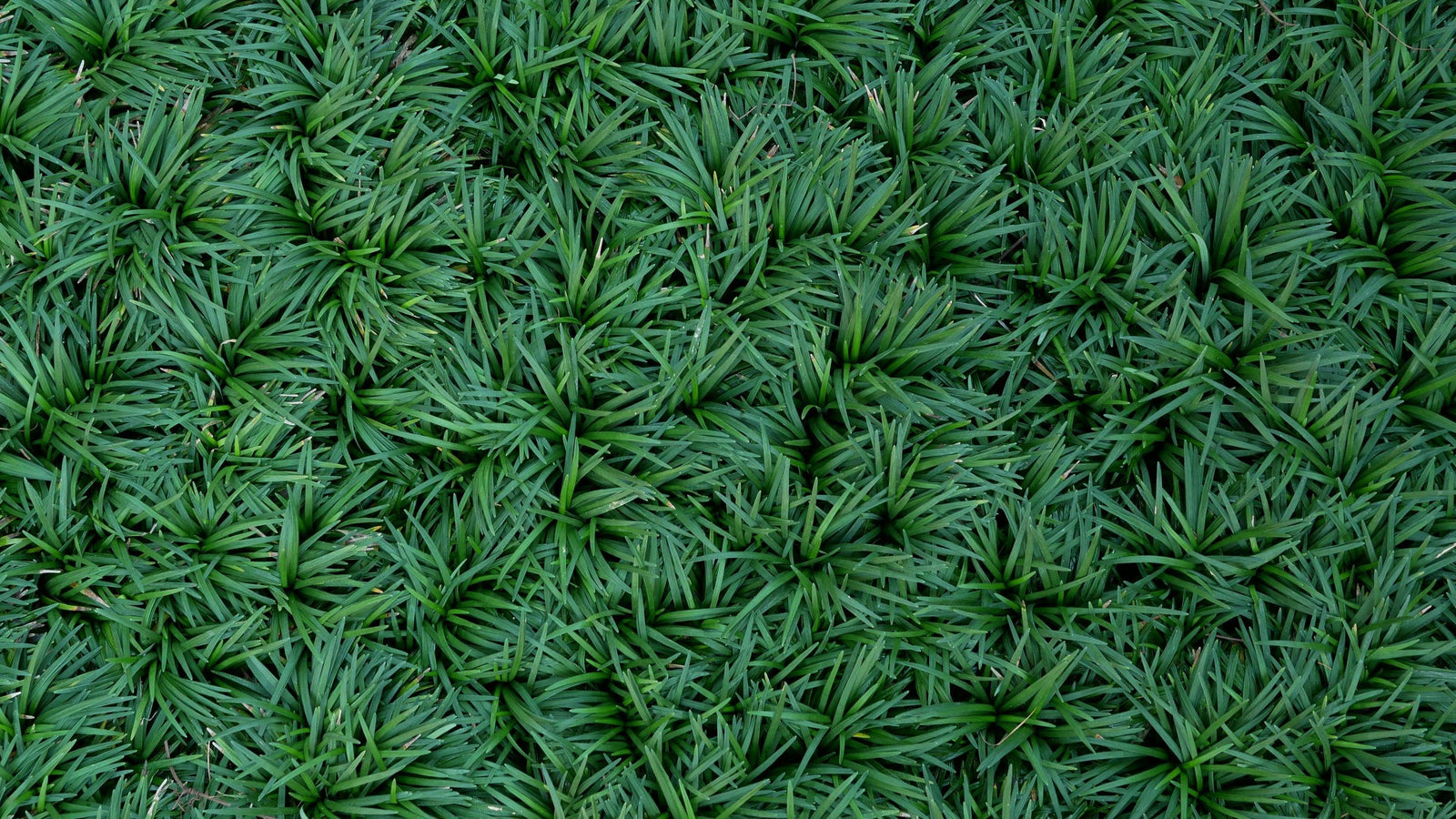 10 Benefits of Incorporating Mondo Grass in Your Landscape - Brisbane Plant Nursery