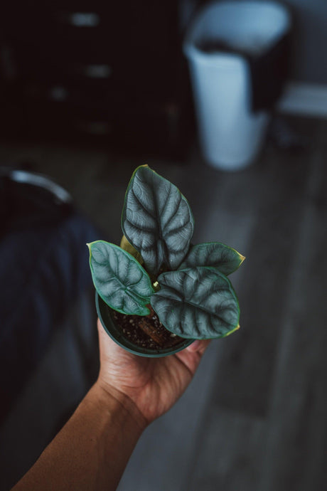 A Complete Guide to Caring for Exotic Houseplants in Brisbane - Brisbane Plant Nursery