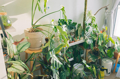 Create a Relaxing Home Sanctuary: Plants for a Stress-Reducing Indoor Garden - Brisbane Plant Nursery