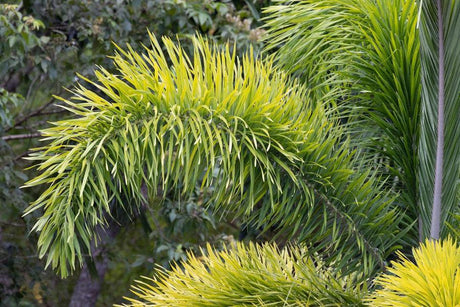 Buy foxtail palm