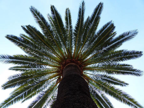 Purchase a date palm