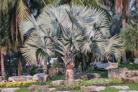 Palms on Demand: How to Buy Bismarck Palms for Your Home? - Brisbane Plant Nursery