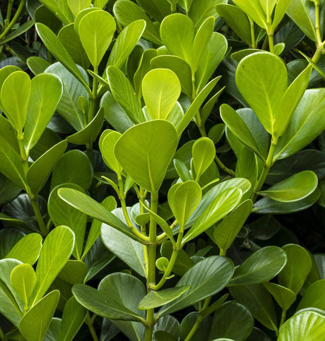 Some of the Most Popular hedge Plants to Add to Your Garden - Brisbane Plant Nursery